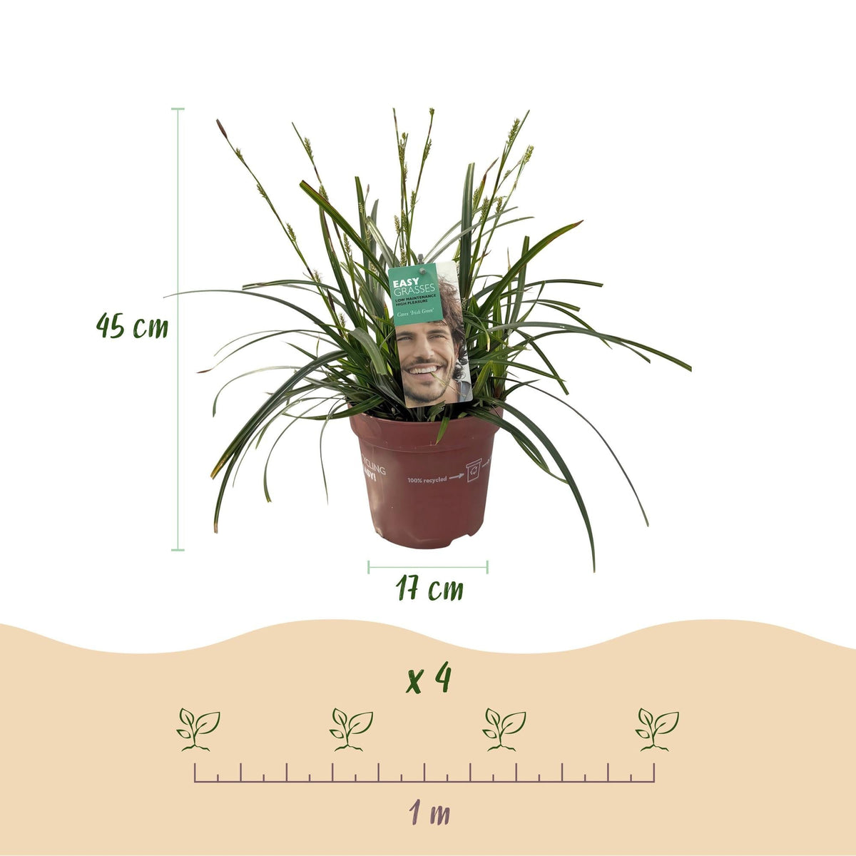 Japansegge Carex oshimensis Intense Green – 2 Pflanzen Ø17cm – Immergrün – Pflegeleicht – Lebhaft grüne Blätter – Ziergras Höhe ca. 50cm 