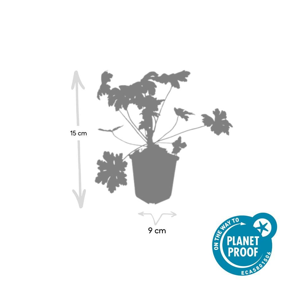 Balkan-Storchschnabel Geranium macr. 'Ingwersen's Var.' – ↕10-25cm – Ø9cm – 6 Pflanzen – Winterharter Bodendecker mit zartrosafarbenen Blüten – Duftendes Laub – Für Beete & schattige Bereiche – Pflegeleicht & robust 