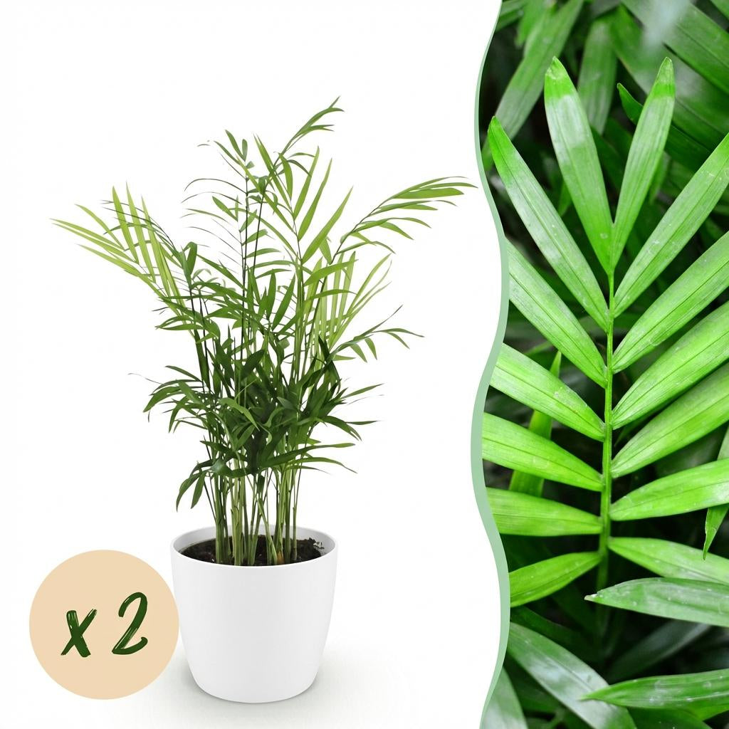 Green boutiQ - Zimmerpflanze - Chamaedorea elegans - Goldpalme - Haustierfreundliche Pflanze - Grün - 2 Pflanzen - mit Potter Weiß - Topf 12cm - Höhe 15cm 
