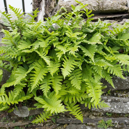 Polypodium vulgare Farn – 6 Pflanzen – Ø9cm – Höhe 10-25cm – Immergrüner Gartenfarn für Schattenbeet, Unterpflanzung & Naturgarten - Oasis of Life