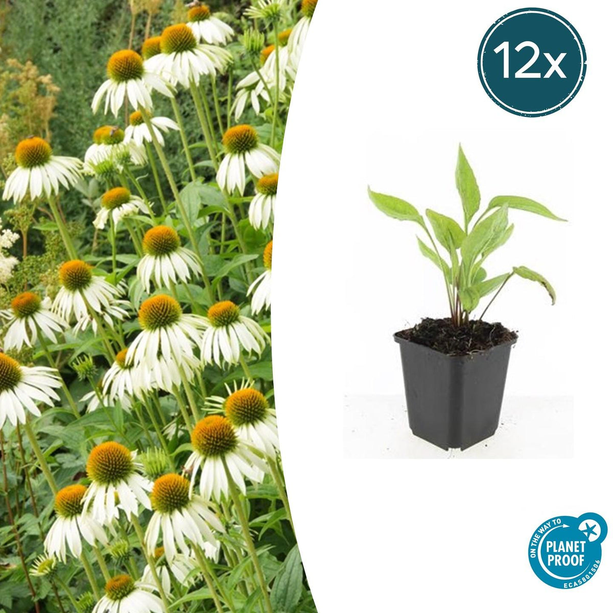 Scheinsonnenhut – Echinacea purpurea 'White Swan' – ↑10-25cm – Ø9cm – 12 Pflanzen – Weiße Blüten, Bienen- und Schmetterlingsfreundlich, pflegeleicht, robuste Staude 