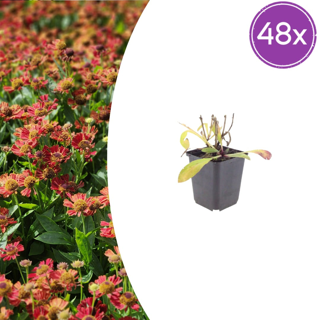 Helenium Moerheim Beauty Sonnenbraut Staude Ø9cm 48 Stück