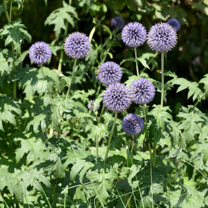 Kugeldistel Echinops ritro Winterharte Staude mit blauen Blütenkugeln Ø9cm 6 Stück