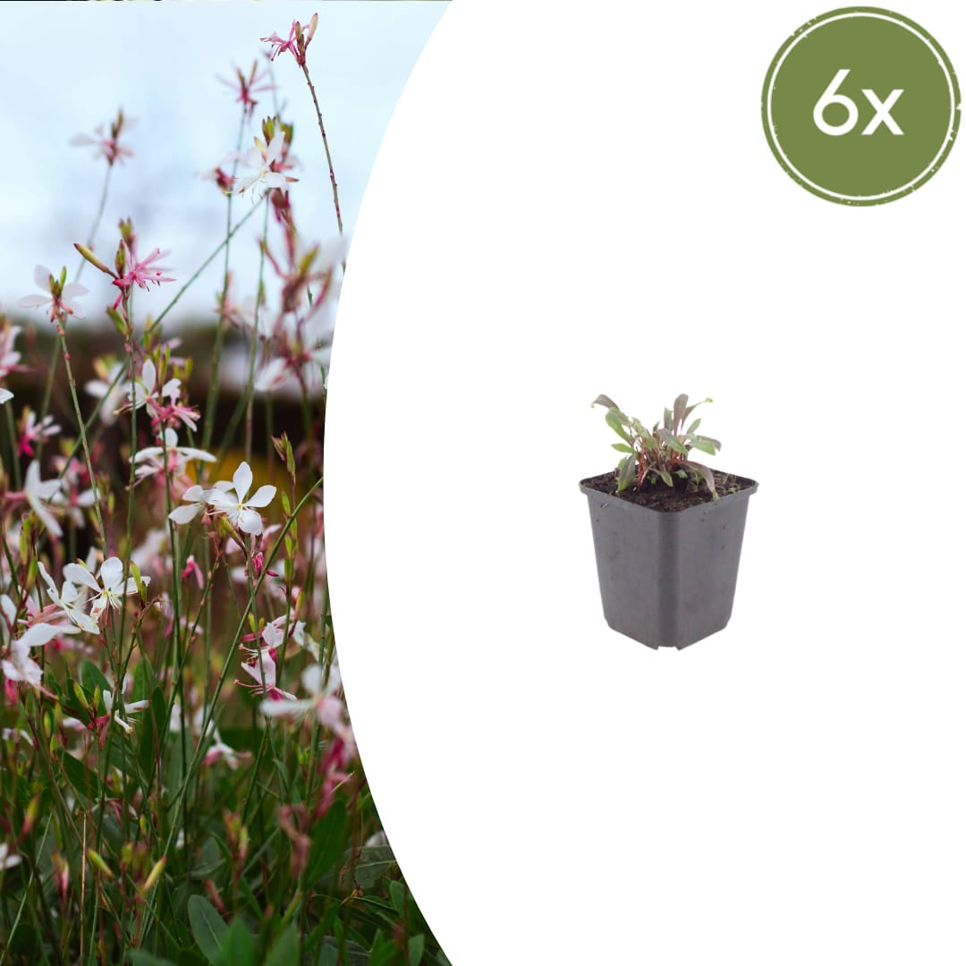 Gaura lindheimeri Siskiyou Pink Ø9cm 6 Stück