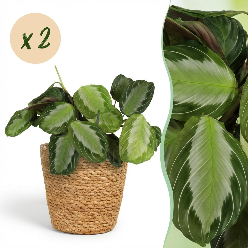 Green boutiQ - Zimmerpflanze - Maranta Fascinator Silverband - Gebetspflanze - Haustierfreundliche Pflanze - Grün - 2 Pflanzen - mit Korb - Topf 12cm - Höhe 25cm 