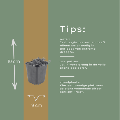 Thymus praecox Coccineus – 60 Pflanzen – Ø9cm – Höhe 10-25cm – Winterharter Bodendecker – Rotrosa Blüten – Trockenheitsresistent für Steingarten & Beet - Oasis of Life