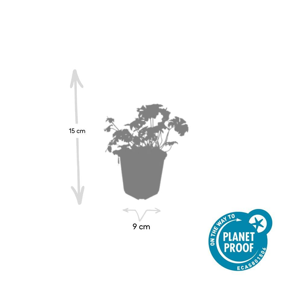 Storchschnabel Geranium cantabrigiense 'Cambridge' – ↕10-25cm – Ø9cm – 6 Pflanzen – Rosa Blüten – Niedrig wachsender Bodendecker – Pflegeleicht 