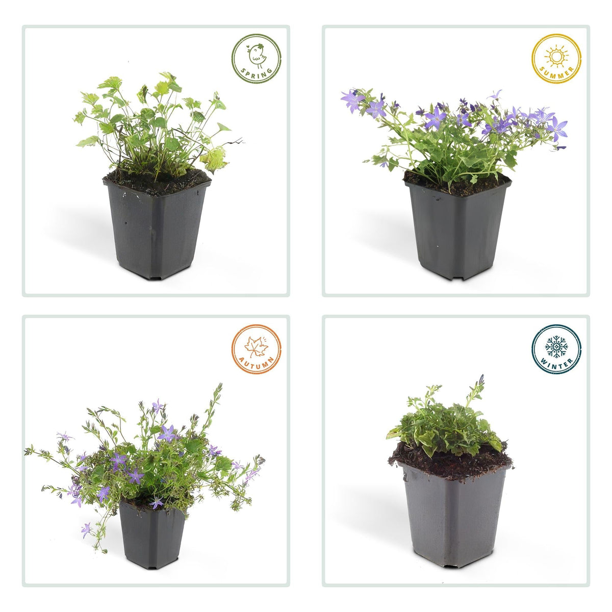 Campanula poscharskyana 'Stella' – Hängepolster-Glockenblume – Blaue Blüten – ↕10-25 cm – Ø9 cm – 6 Pflanzen – Überhängend & pflegeleicht – Für Beete, Mauern & Balkon 