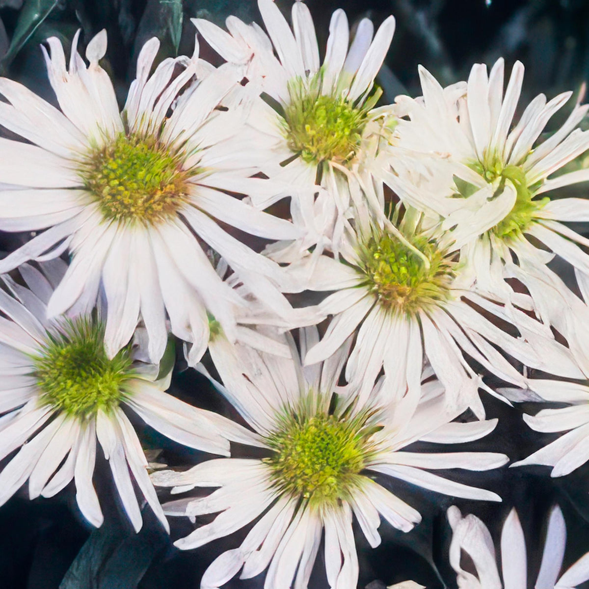 Wildaster Aster ageratoides 'Ashvi' – ↕10-25cm – Ø9cm – 6 Pflanzen – Weiße Herbstblüte – Pflegeleicht – Sonne 