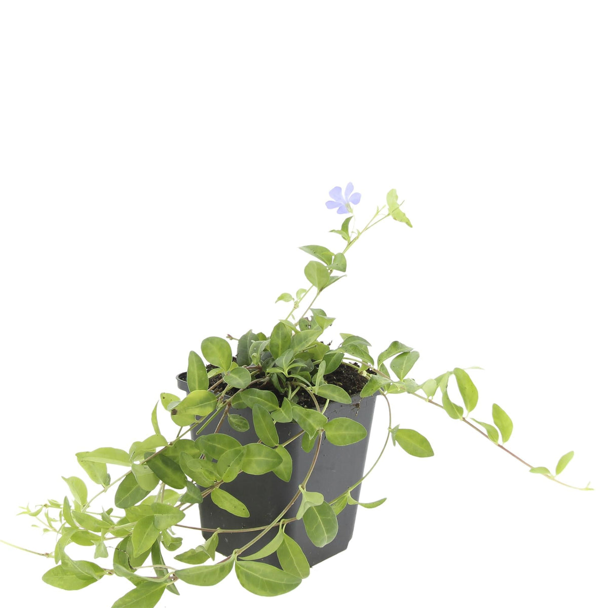 Vinca minor 'La Grave' – 24 Pflanzen – Ø9cm – ↕10-25cm – Immergrüner Bodendecker mit violetten Blüten 