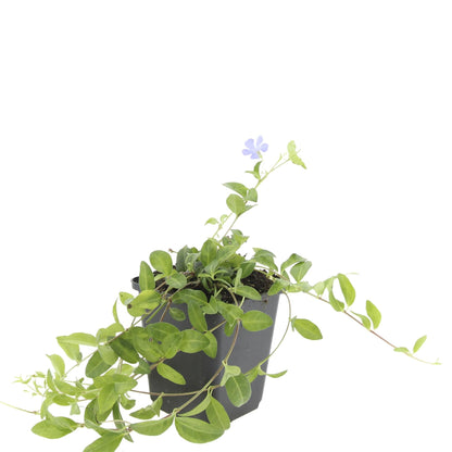 Vinca minor 'La Grave' – 24 Pflanzen – Ø9cm – ↕10-25cm – Immergrüner Bodendecker mit violetten Blüten 