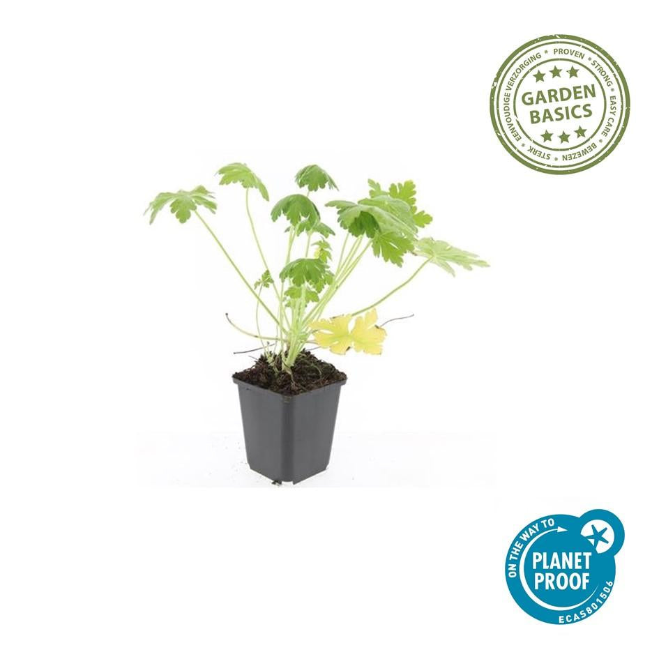 Felsen-Storchschnabel Geranium macrorrhizum 'Spessart' – Winterharter Bodendecker – 6 Pflanzen – Ø9 cm Töpfe – Höhe 10-25 cm – Weiße Blüten & grünes Laub – Ideal für Steingärten & Beete 