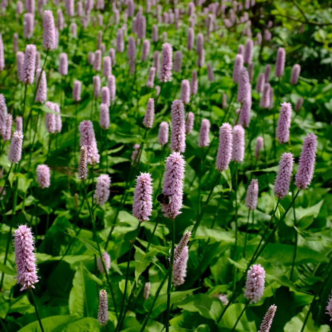 Persicaria affinis Superba Winterharte Staude Ø9cm 6 Stück