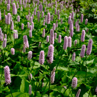 Persicaria affinis Superba Winterharte Staude Ø9cm 6 Stück