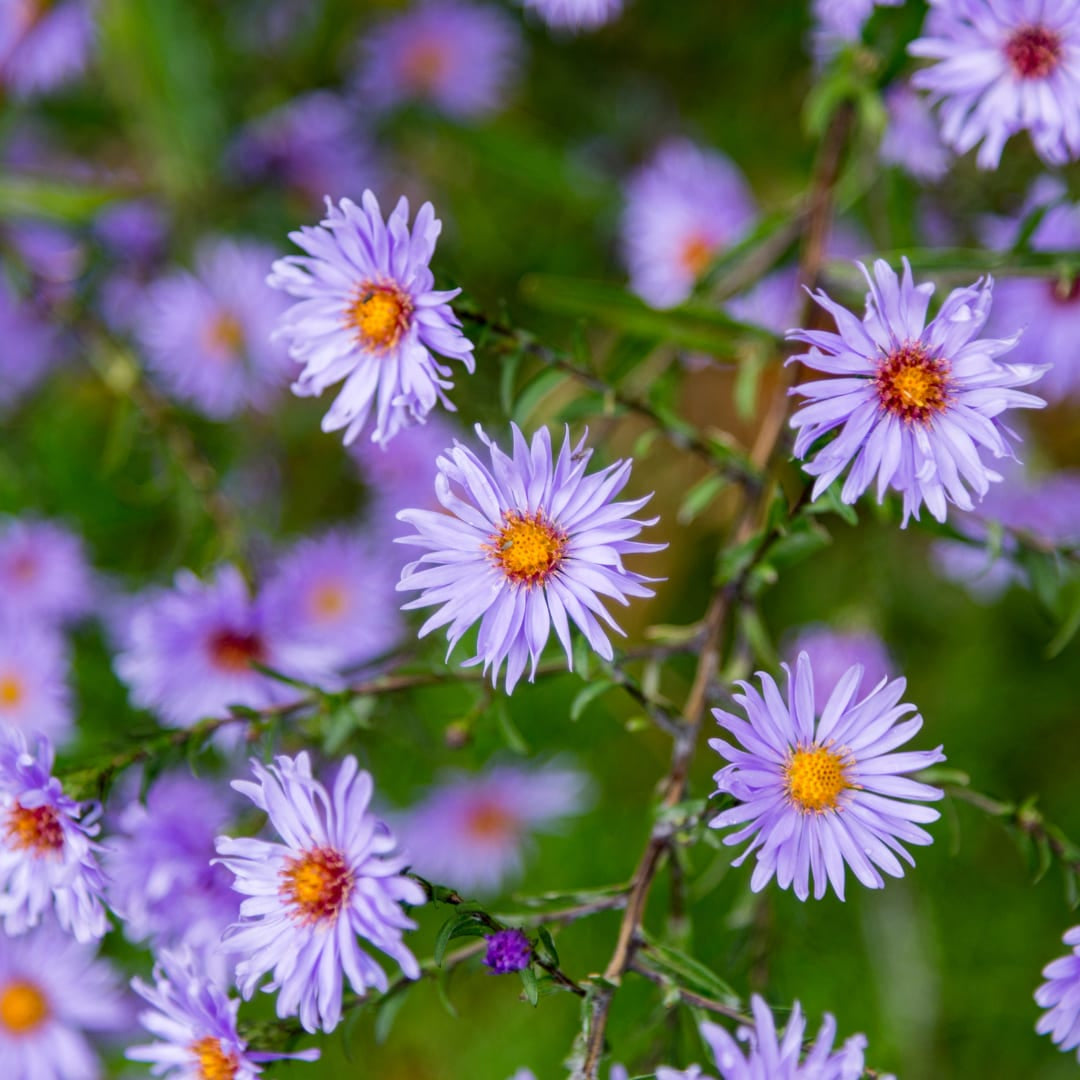 Aster frikartii Mönch Langblühende Staude für sonnige Beete Ø9cm 6 Stück