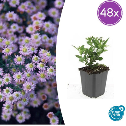 Aster ageratoides 'Stardust' – 48 Pflanzen – ↕10-25cm – Ø9cm – Herbstblüher – Weiß mit gelbem Zentrum – Bienen- & Schmetterlingsfreundlich – Pflegeleicht – Sonne bis Halbschatten 
