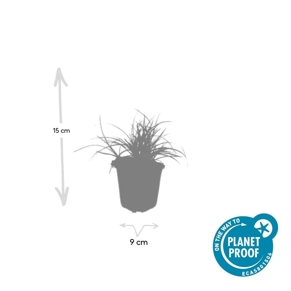 Schneeweiße Hainsimse Luzula nivea – ↕10-25cm – Ø9cm – 6 Pflanzen – Immergrüner Bodendecker – Schattige Beete & Steingarten – Winterhart & pflegeleicht 
