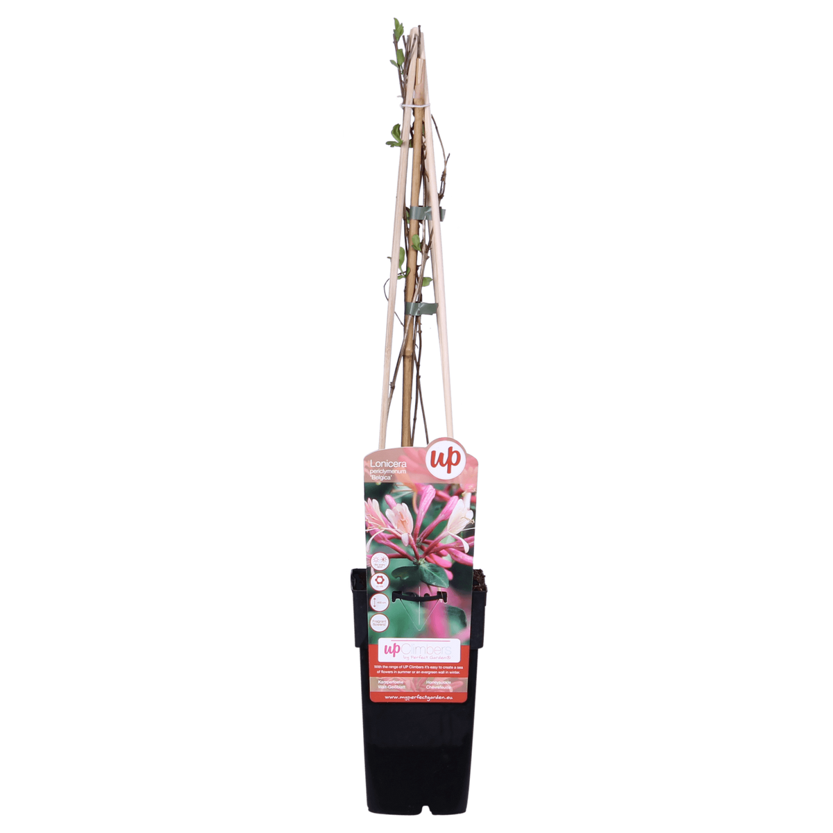 Waldgeißblatt - Lonicera periclymenum 'Belgica' - ↨65cm - Ø15cm - 3 Stück 