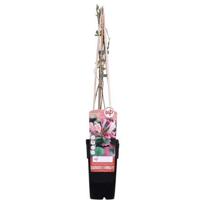 Waldgeißblatt - Lonicera periclymenum 'Belgica' - ↨65cm - Ø15cm - 3 Stück 