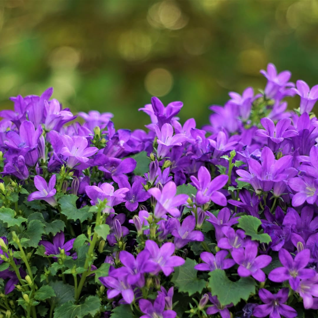 Campanula portenschlagiana – 6 Pflanzen Dalmatiner-Glockenblume – 10-25cm – Ø9cm – Winterharte Bodendecker Staude – Blühpflanze für Garten, Mauer & Steingarten – Topfpflanzen - Oasis of Life