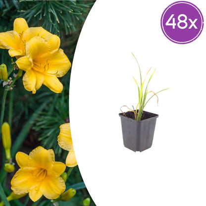 Hemerocallis Stella de Oro Ø9cm 48 Stück