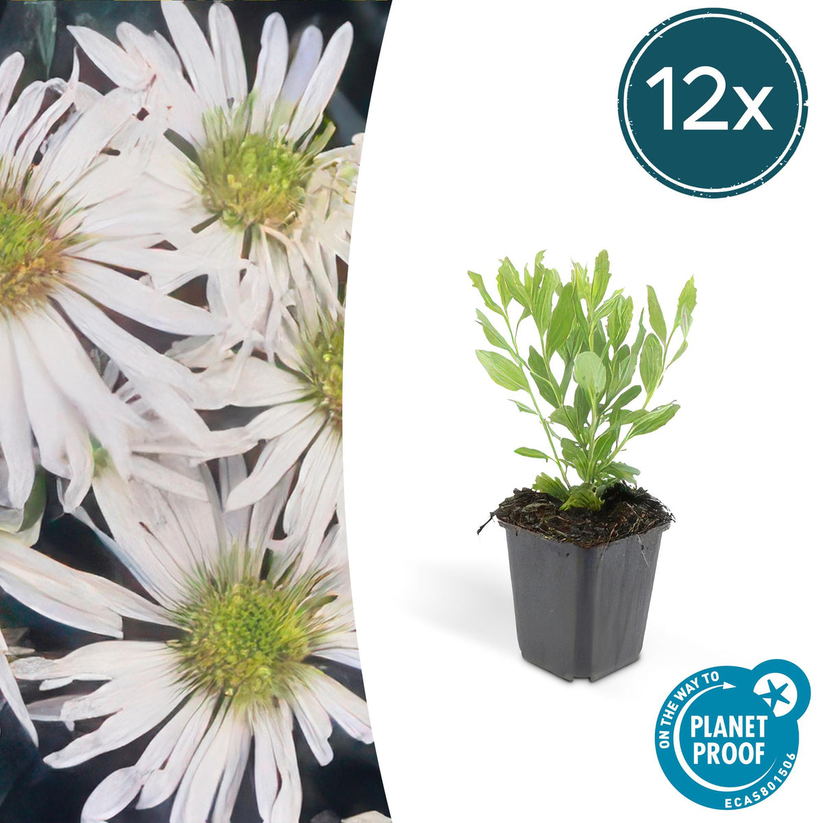 Wildaster Aster ageratoides 'Ashvi' – ↕10-25cm – Ø9cm – 12 Pflanzen – Weiß – Herbstblüher – Sonnig – Pflegeleicht 