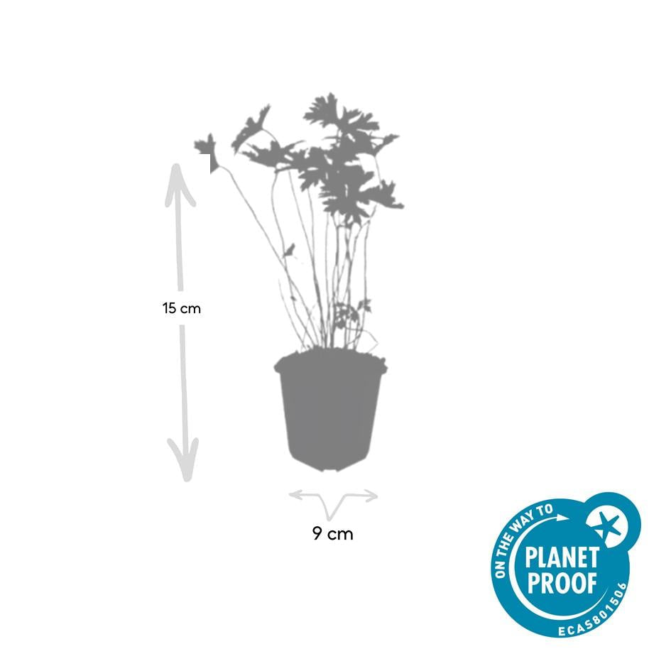 Storchschnabel Geranium 'Johnson's Blue' – ↕10-25cm – Ø9cm – 6 Pflanzen – Winterharte Staude & Bodendecker – Leuchtend blaue Blüten 