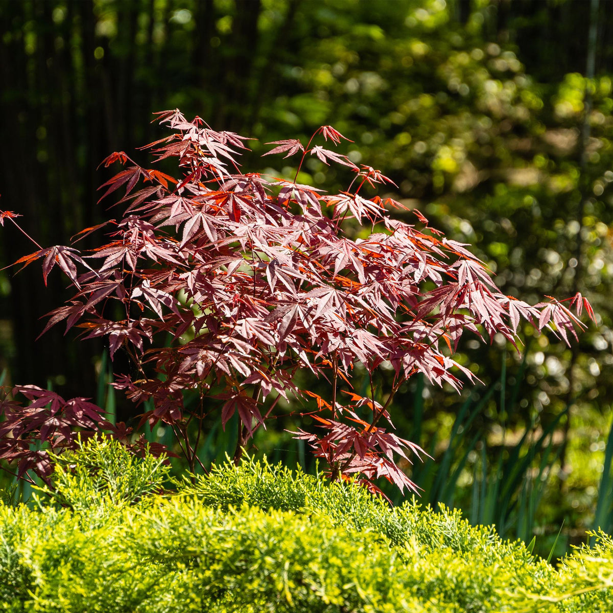 Japanischer Ahorn Acer palmatum Atropurpureum – Lila Balkonpflanze – Ø19cm – Höhe ca. 70cm – Kompakter Zierahorn mit tiefviolettem Laub 