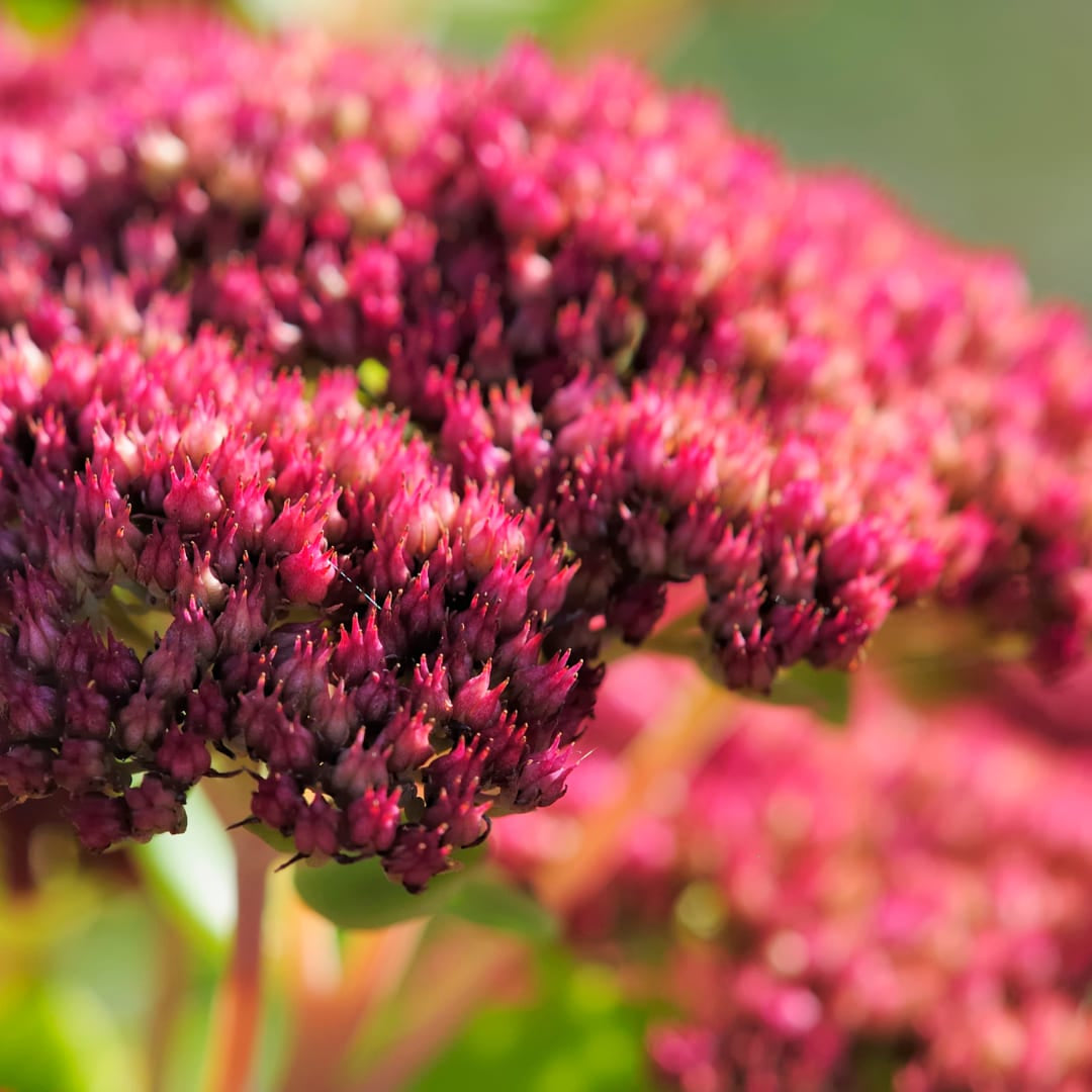 Sedum Matrona – 6 Pflanzen – Ø9cm – Höhe 10-25cm – Winterharte Fetthenne – Dunkelrosa Blüten – Trockenheitsresistent für Beet, Steingarten & Dachbegrünung - Oasis of Life