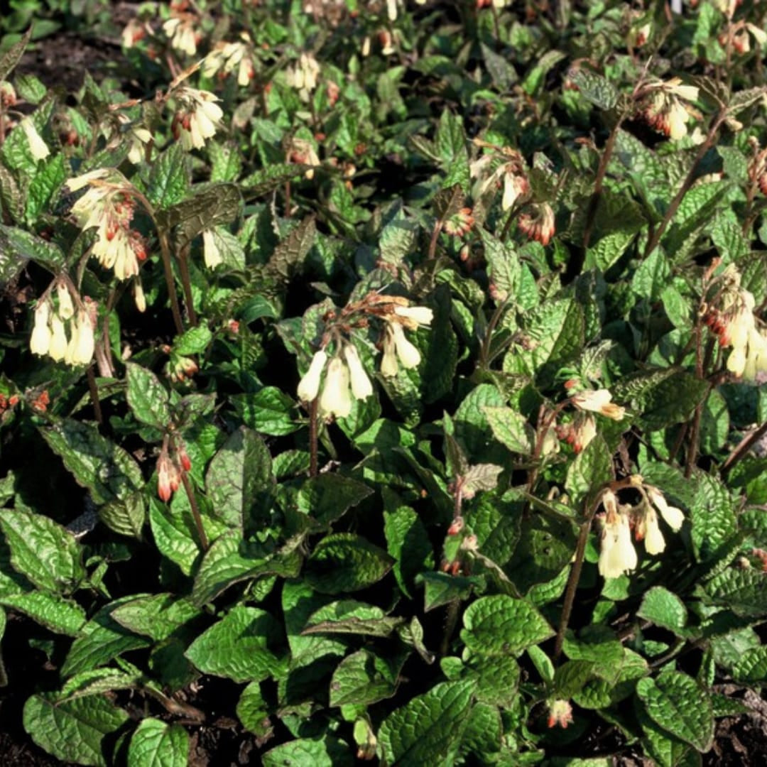 Symphytum grandiflorum – 6 Pflanzen Ø9cm – Höhe10-25cm – Frühblühender Bodendecker für Schatten & Halbschatten – Cremegelbe Blüten – Winterhart pflegeleicht - Oasis of Life