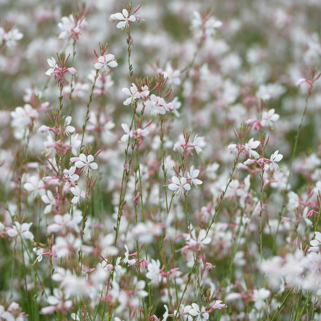 Gaura lindheimeri Prachtkerze – Ø9cm – Höhe 10-25cm – Weiße Rosa Blüten – Sommerblühende Staude – Ansicht 2