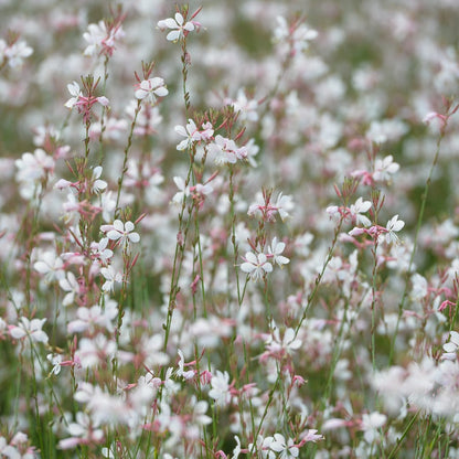Gaura lindheimeri Prachtkerze – Ø9cm – Höhe 10-25cm – Weiße Rosa Blüten – Sommerblühende Staude – Ansicht 2