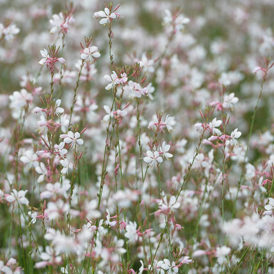 Gaura lindheimeri Prachtkerze – Ø9cm – Höhe 10-25cm – Weiße Rosa Blüten – Sommerblühende Staude – Ansicht 2