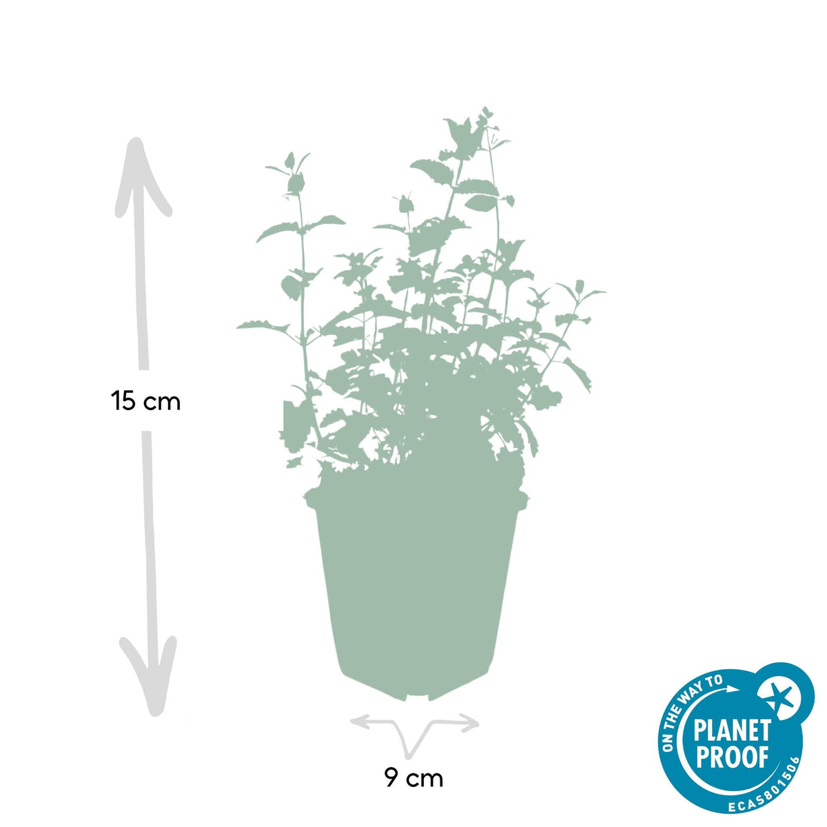 Katzenminze - Nepeta 'Six Hills Giant' - ↕10-25cm - Ø9cm - 6 Pflanzen – Lila-blühende Staude – Bienen & Schmetterlinge – Sonnig & Pflegeleicht 