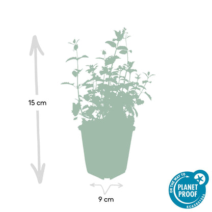 Katzenminze - Nepeta 'Six Hills Giant' - ↕10-25cm - Ø9cm - 6 Pflanzen – Lila-blühende Staude – Bienen & Schmetterlinge – Sonnig & Pflegeleicht 