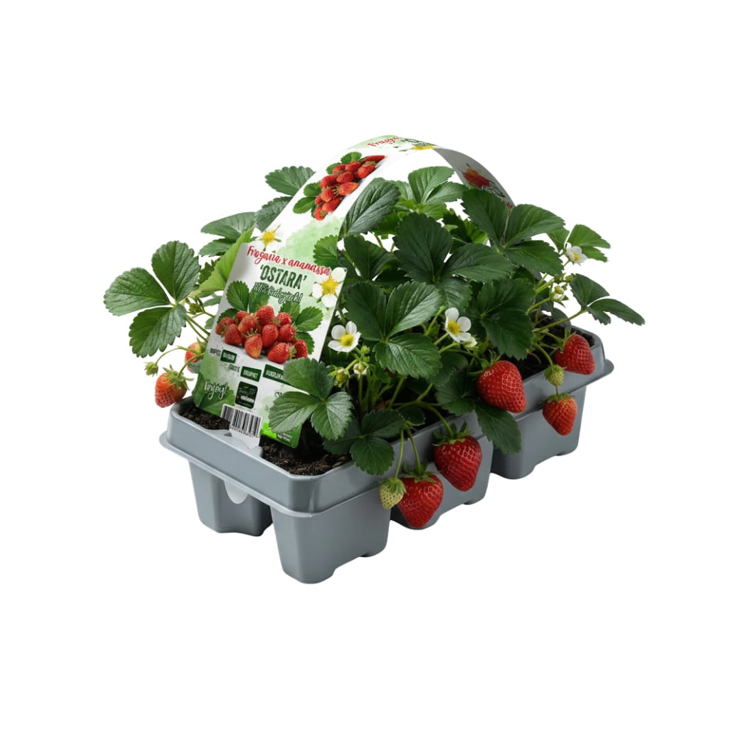Erdbeeren, 6er-Pack (Fragaria), 100 % biologisch 