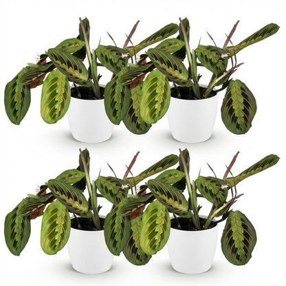 Green boutiQ - Zimmerpflanze - Maranta Fascinator Tricolour - Gebetsblatt - Haustierfreundliche Pflanze - Grün - 4 Pflanzen - mit Potter Weiß - Topf 12cm - Höhe 25cm 