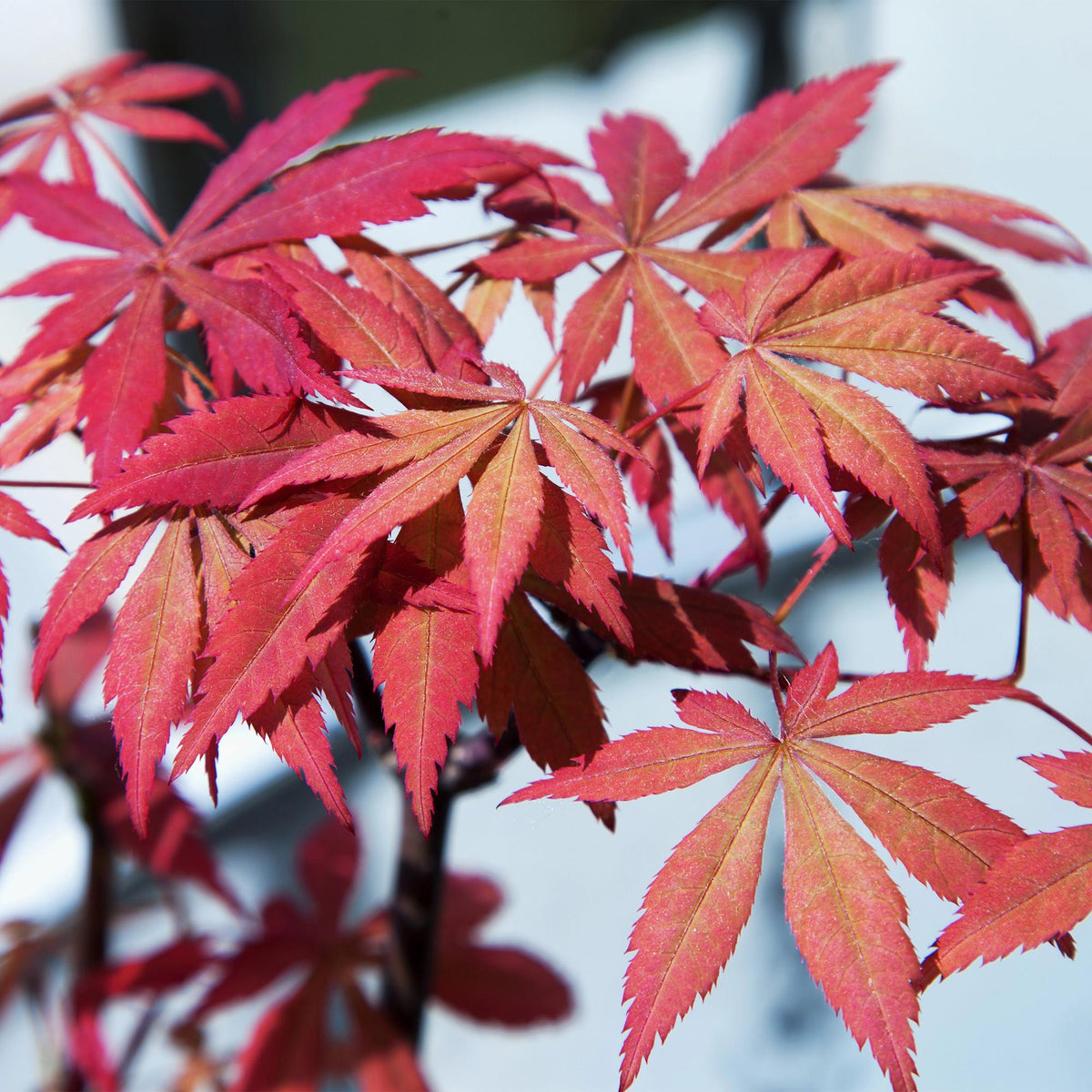 Japanischer Ahorn Acer palmatum 'Sumi-nagashi' – Roter Zierahorn – Balkon- & Terrassenpflanze – Ø19 cm Topf – Ca. 70 cm hoch – Eleganter Fächerahorn mit glänzend dunkelrotem Laub 