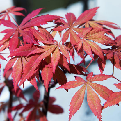 Japanischer Ahorn Acer palmatum 'Sumi-nagashi' – Roter Zierahorn – Balkon- & Terrassenpflanze – Ø19 cm Topf – Ca. 70 cm hoch – Eleganter Fächerahorn mit glänzend dunkelrotem Laub 