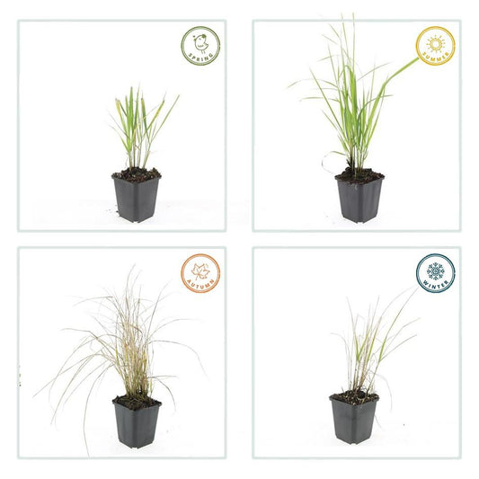 Sandrohr – Calamagrostis acutiflora 'Karl Foerster' – ↕10-25cm – Ø9cm – 6 Pflanzen – winterhartes Ziergras, aufrecht wachsend 
