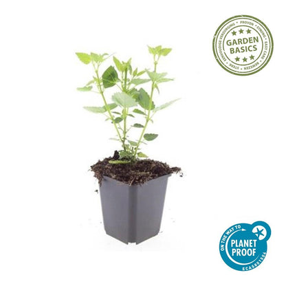 Asiatische Duftnessel – Agastache 'Blue Fortune' – ↕10-25cm – Ø9cm – 6 Pflanzen – Lavendelblaue Blüten – Schmetterlings- & bienenfreundlich – Sonniger Standort 