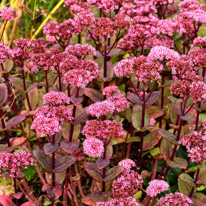 Sedum Matrona – 6 Pflanzen – Ø9cm – Höhe 10-25cm – Winterharte Fetthenne – Dunkelrosa Blüten – Trockenheitsresistent für Beet, Steingarten & Dachbegrünung - Oasis of Life