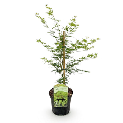 Japanischer Ahorn – Acer palmatum 'Emerald Lace' – Balkonpflanze – ca. 70 cm hoch – Topf Ø19 cm – feingeschnittenes grünes Laub, herbstliche Gold- & Rottöne – kompakt & pflegeleicht 