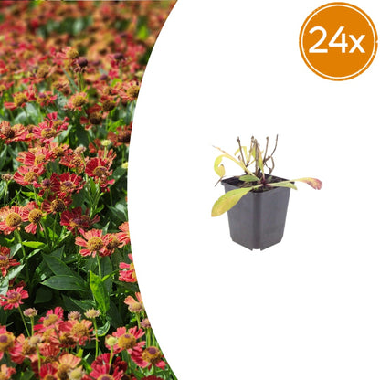 Helenium Moerheim Beauty Sonnenbraut Staude Ø9cm 24 Stück