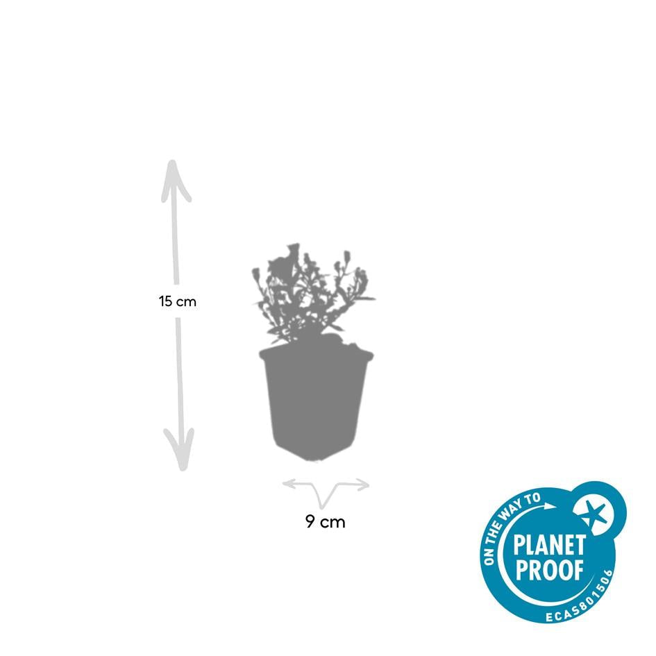 Kissen-Aster Aster (D) 'Prof. Anton Kippenberg' – ↕10-25cm – Ø9cm – 6 Pflanzen – Lila Herbstblüte – Pflegeleicht – Beete & Töpfe 
