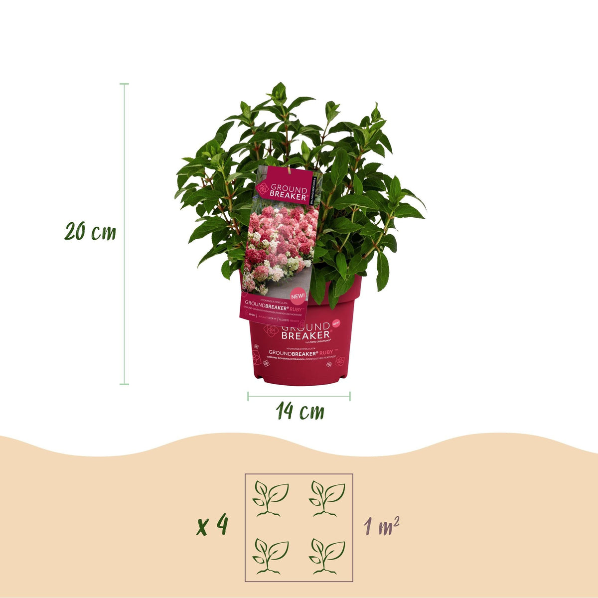 Green boutiQ - Gartenpflanze - Hydrangea panniculata Groundbreaker Ruby - Rispenhortensie - Winterhart - Rot - 2 Pflanzen - Topf 14cm - Höhe 20-25cm 