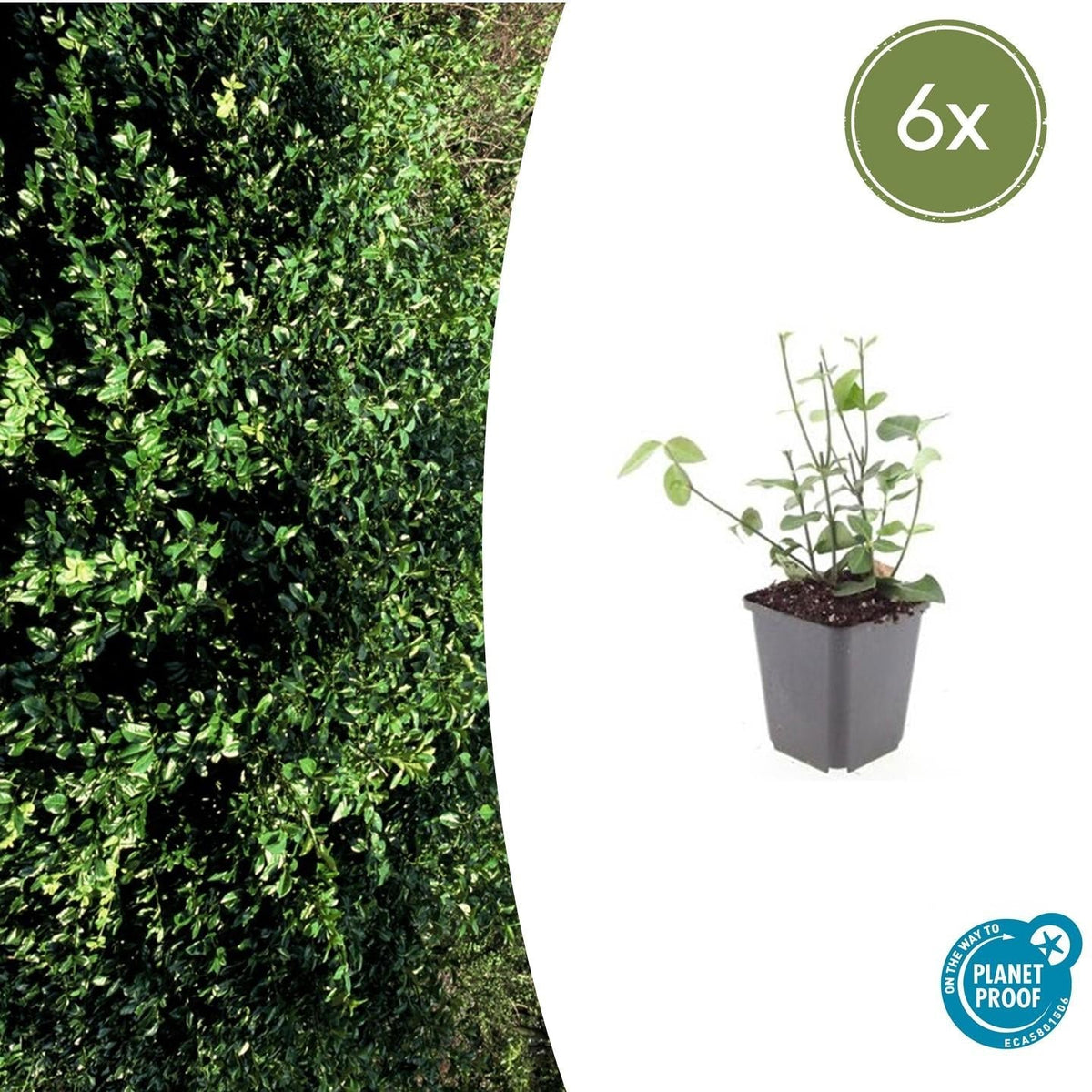 Purpur-Kriechspindel Euonymus fortunei 'Coloratus' – ↕10-25cm – Ø9cm – 6 Pflanzen – Winterharter Zierstrauch für Beete, Bodendecker & Hecken – Glänzendes Laub & purpurfarbene Beeren 