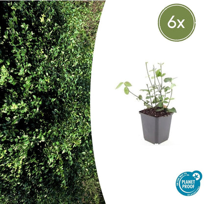 Purpur-Kriechspindel Euonymus fortunei 'Coloratus' – ↕10-25cm – Ø9cm – 6 Pflanzen – Winterharter Zierstrauch für Beete, Bodendecker & Hecken – Glänzendes Laub & purpurfarbene Beeren 