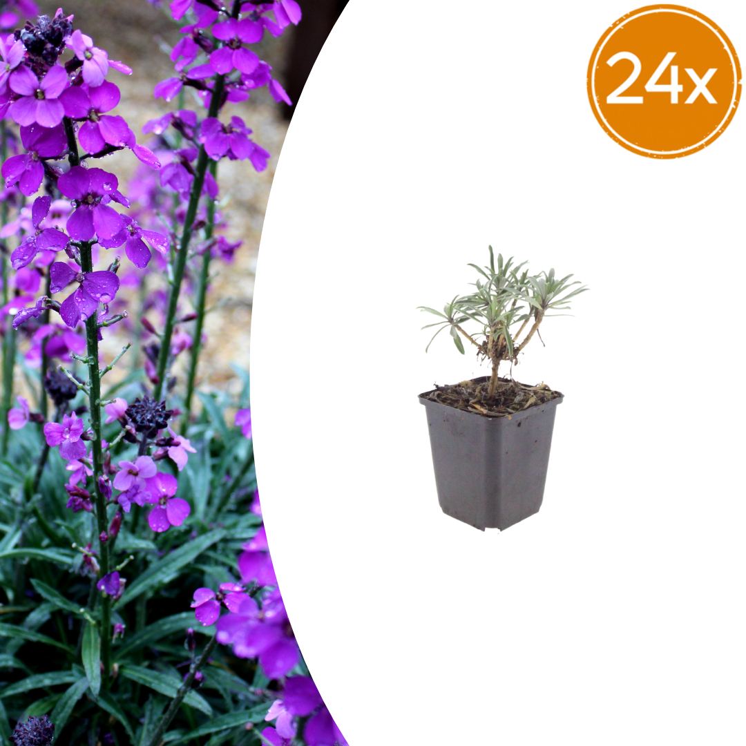 Erysimum Bowles Mauve – Goldlack Staude – 10-25cm – Ø9cm – Langblühende Gartenpflanze für Sonne – Ansicht 10