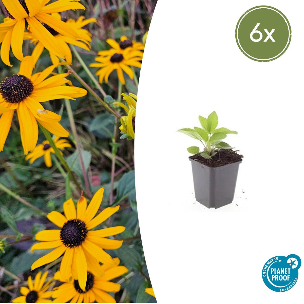 Leuchtender Sonnenhut Rudbeckia fulgida 'Goldsturm' – ↕10-25cm – Ø9cm – 6 Pflanzen – Gelbe Blüten – Bienenfreundlich – Pflegeleichte Staude – Sonniger Standort 